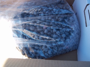 Blueberry in plastic bag